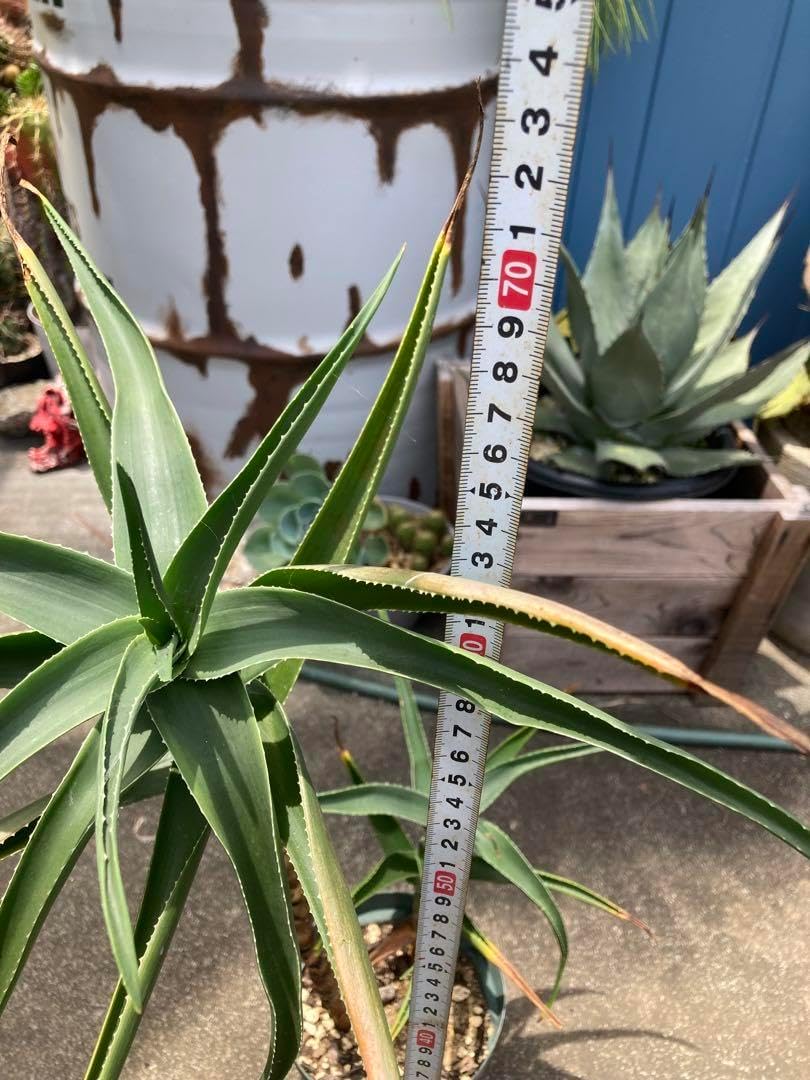 耐寒性アロエ ストリアツラ◇南国ドライガーデン多肉サボテン